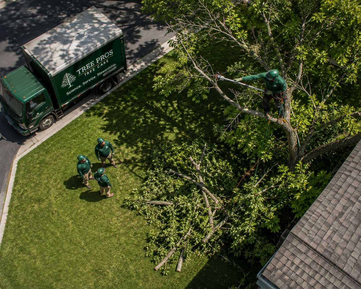 Clearance Pruning