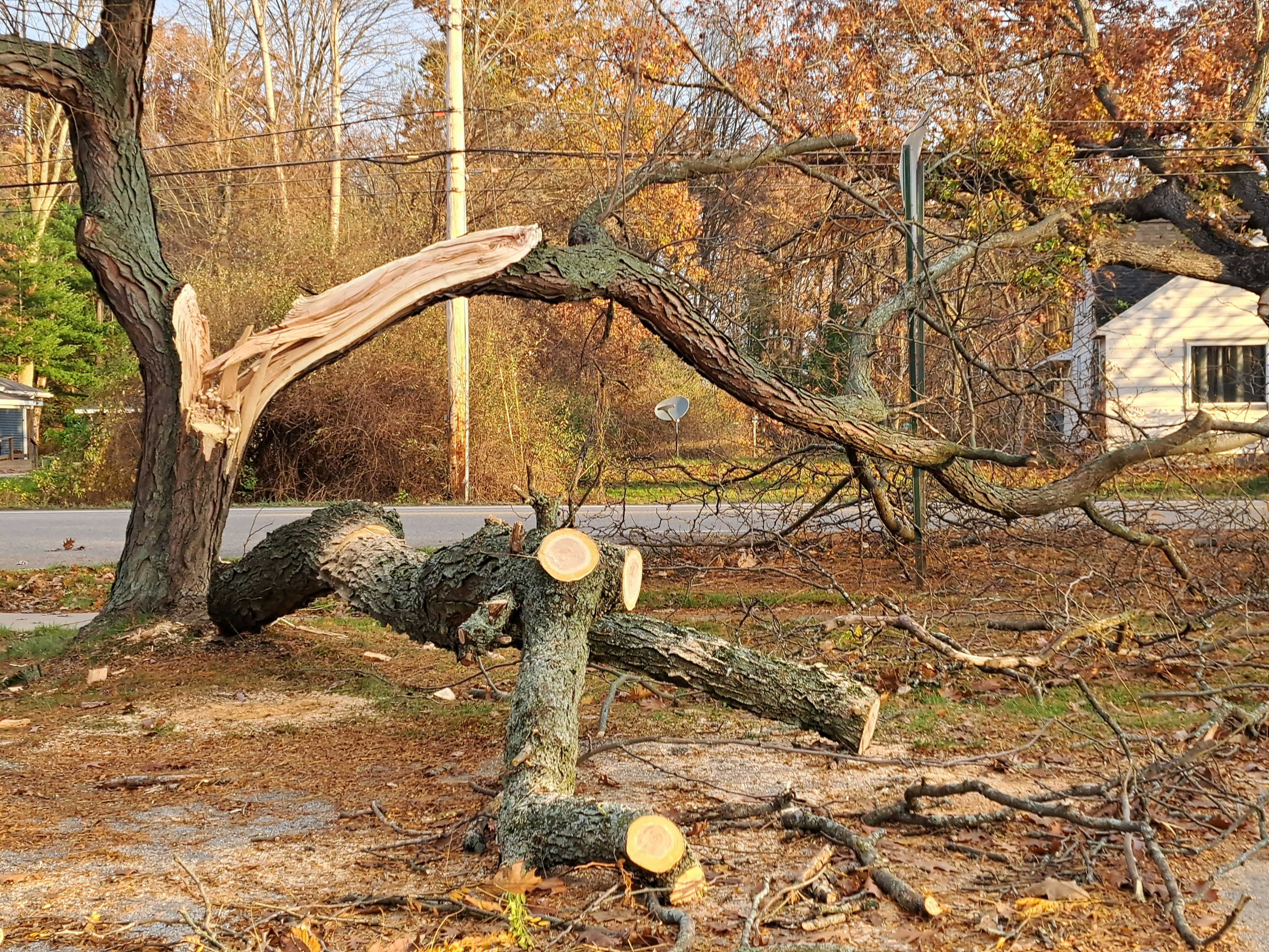 Tree trimming and pruning in Denver by certified arborists