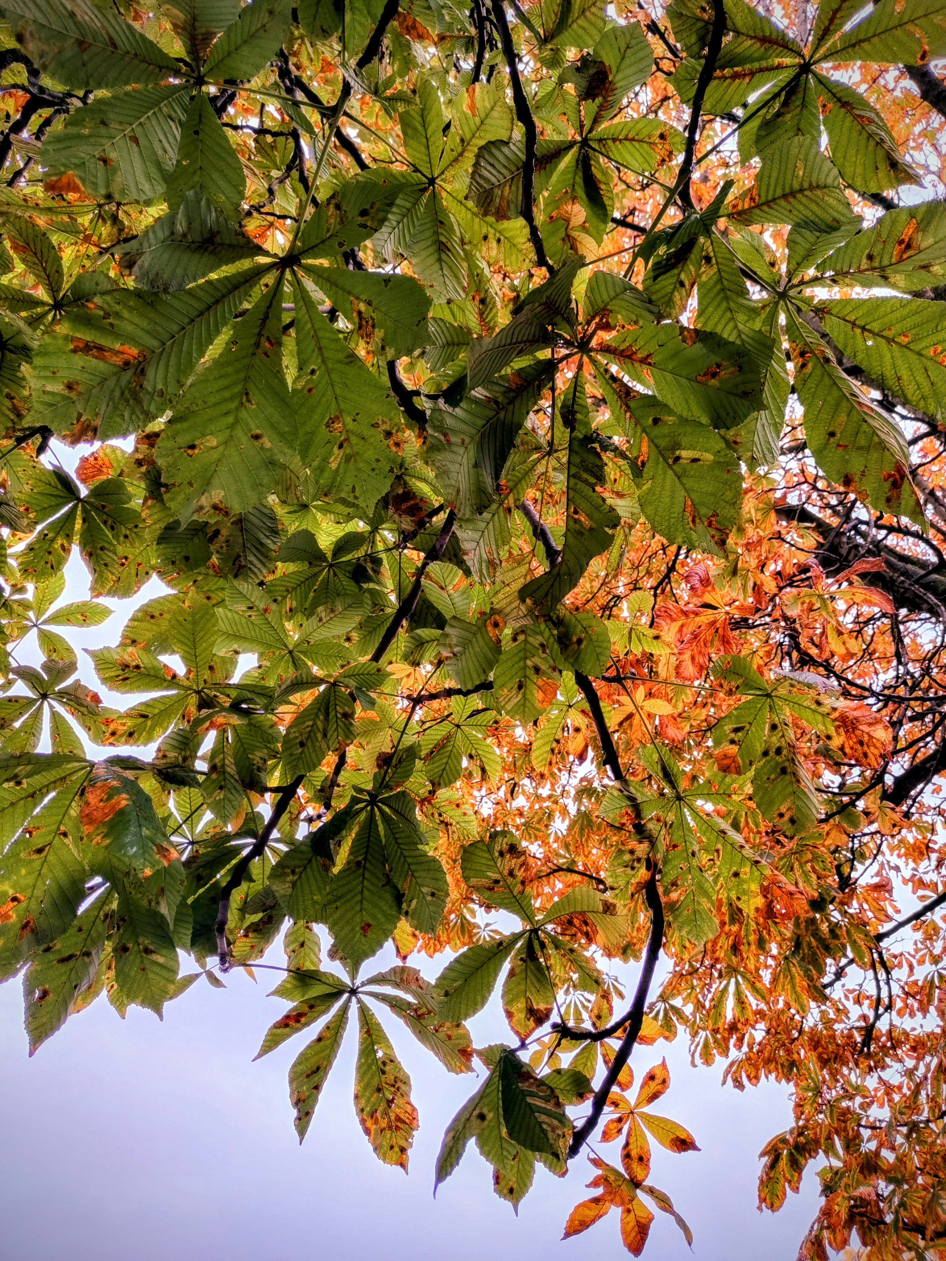 Mature shade tree with discolored foliage and a visibly thinning canopy in a Denver yard