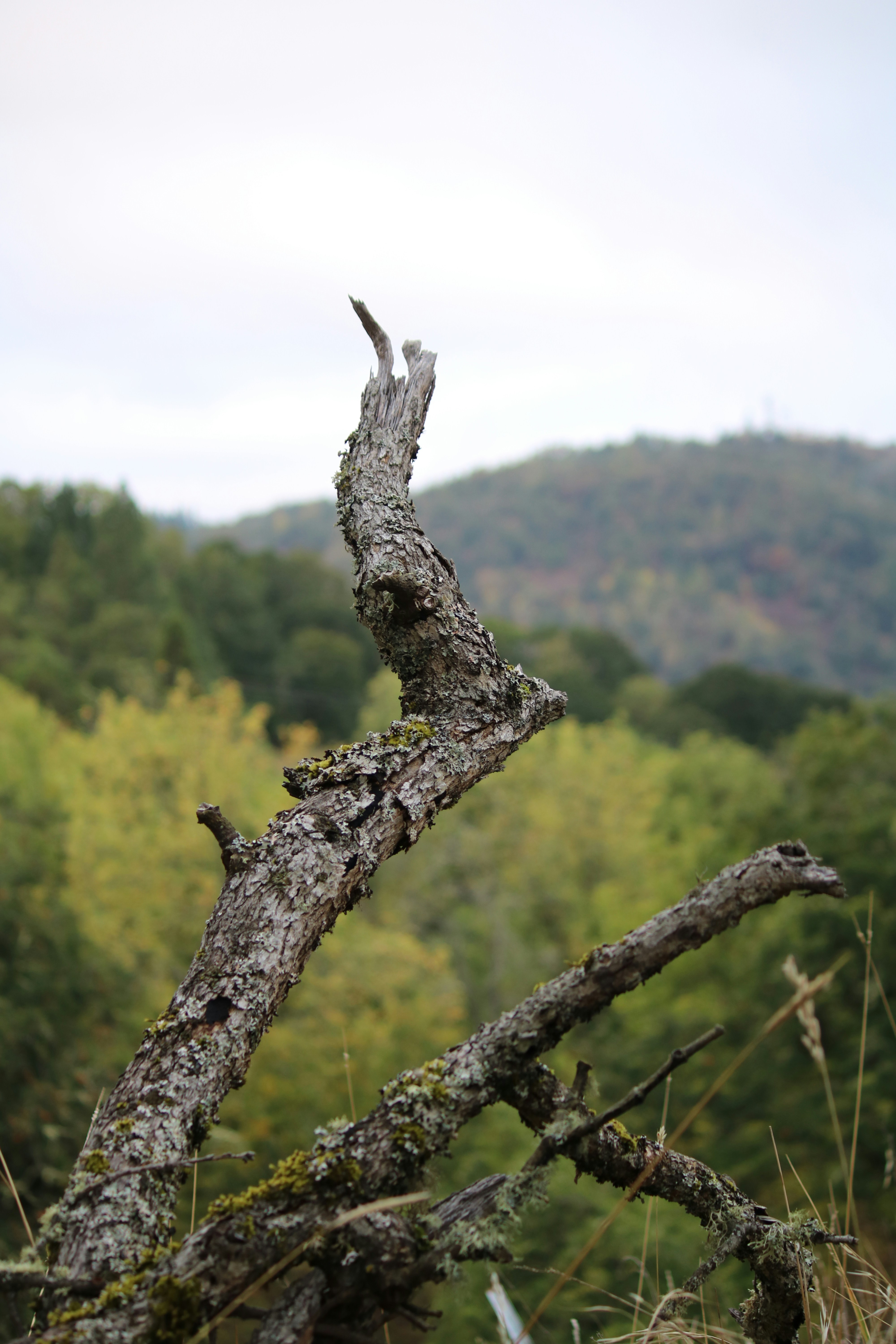 Storm-damaged tree with a broken branch resting on a residential structure