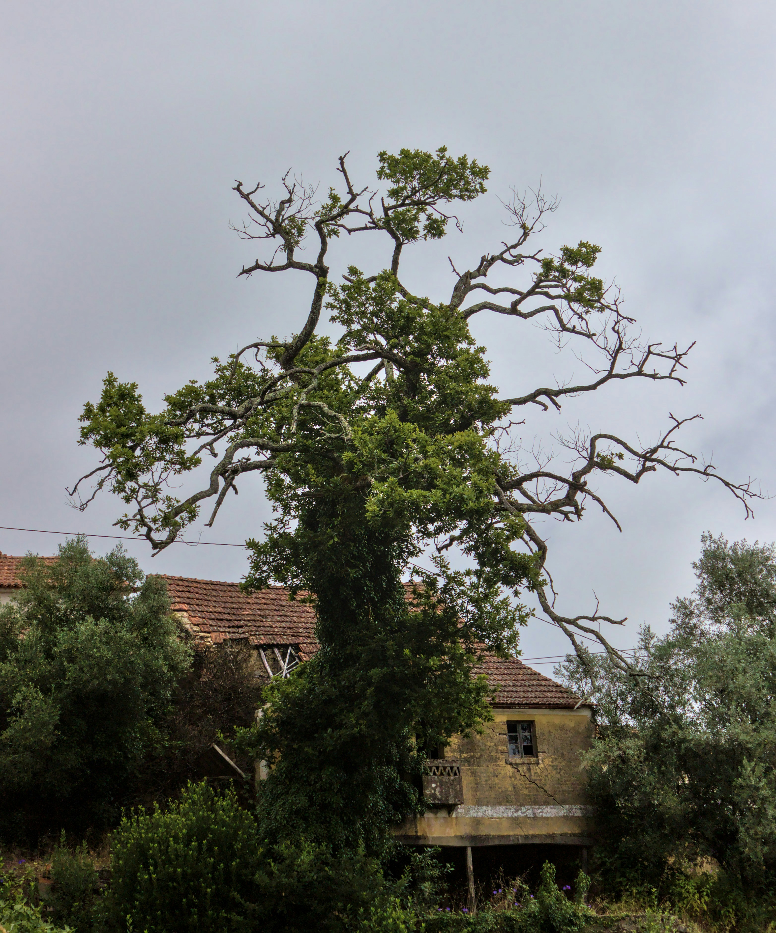 Dead and declining tree near a residential property that may require removal
