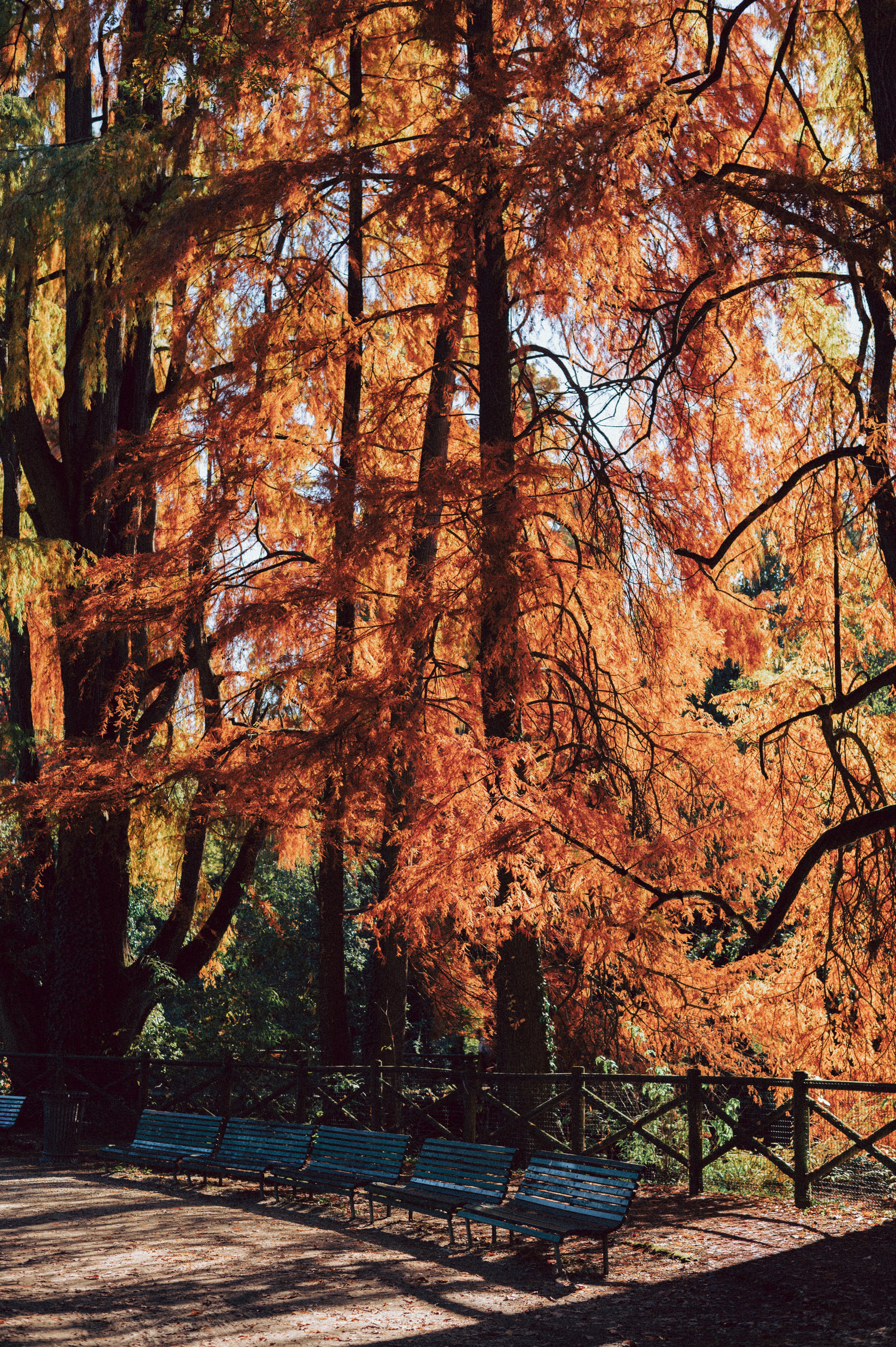 Mature tree showing canopy dieback with sparse foliage and dead upper branches