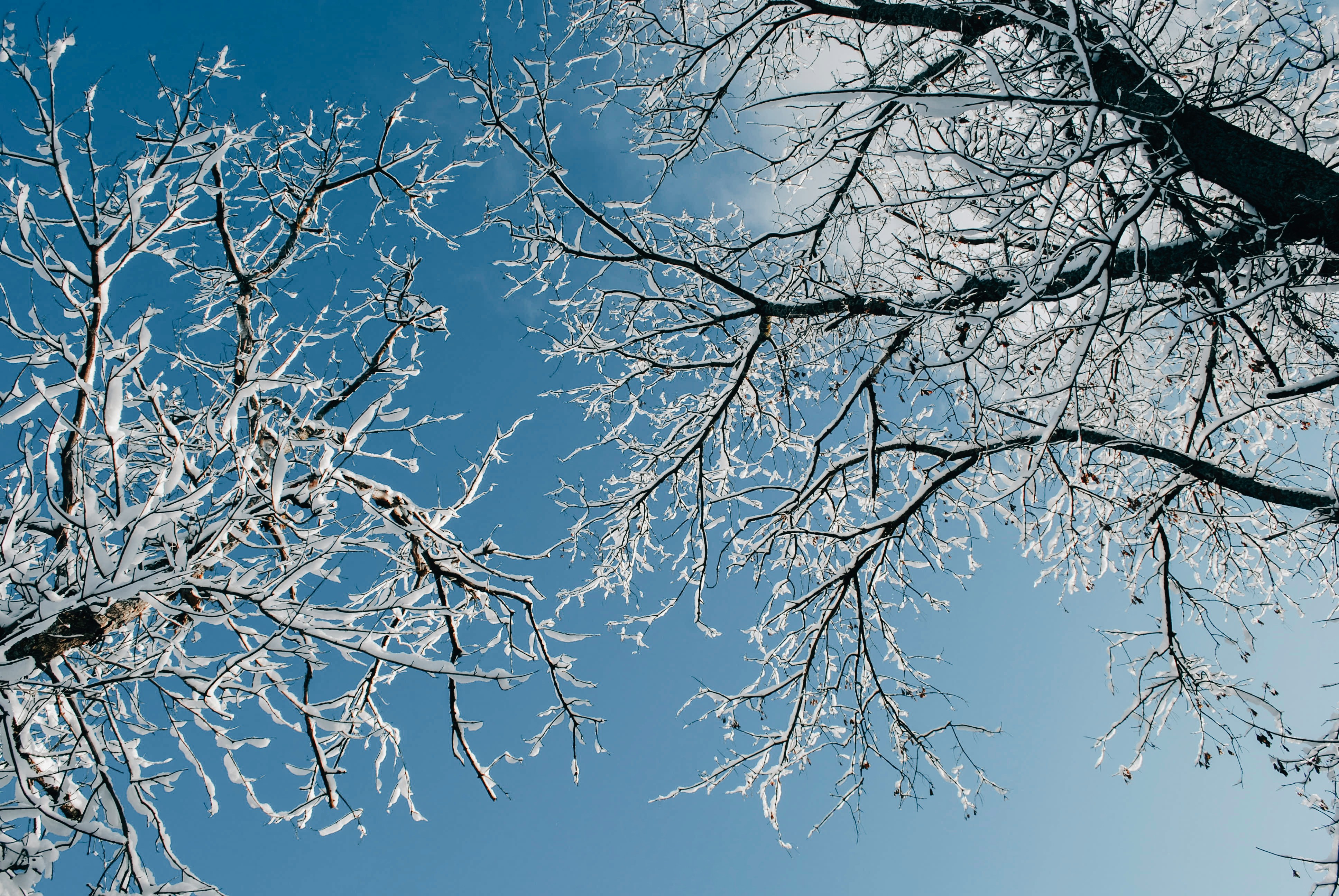 Snow-laden tree branches bent under heavy spring snow in a Denver neighborhood