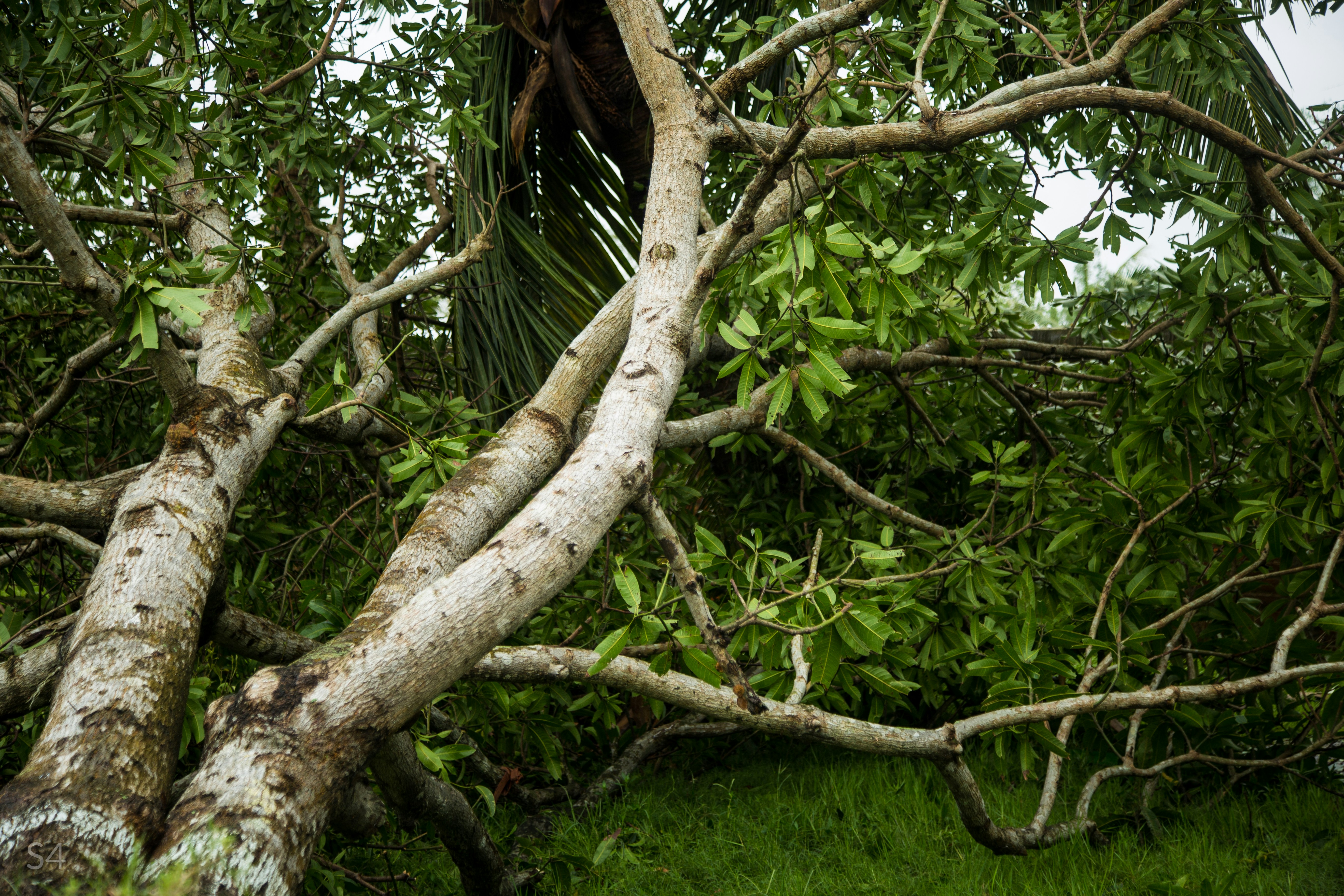 Drought-stressed tree with browning foliage during dry Colorado conditions