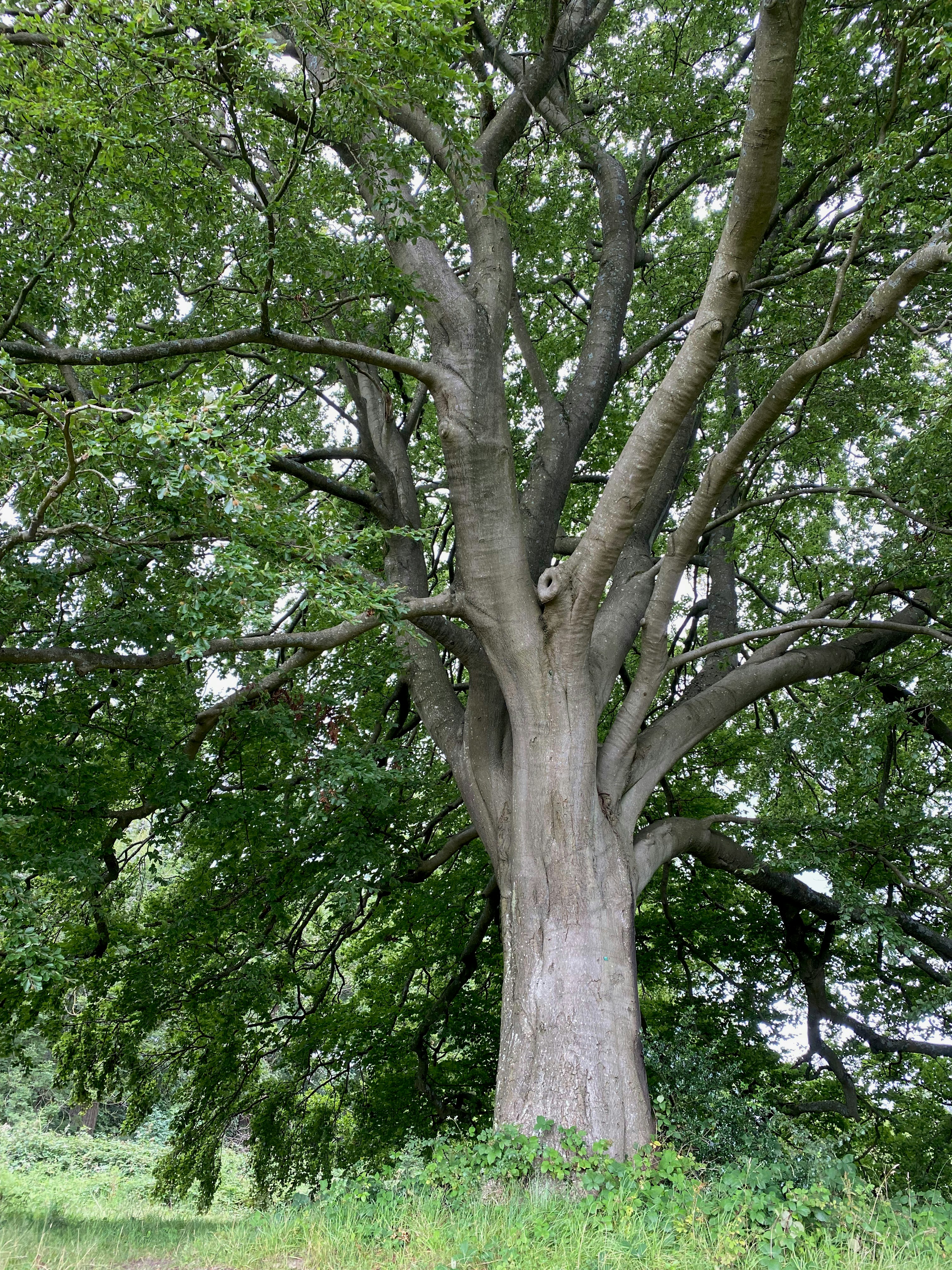 Tree disease symptoms including canker and fungal damage on bark