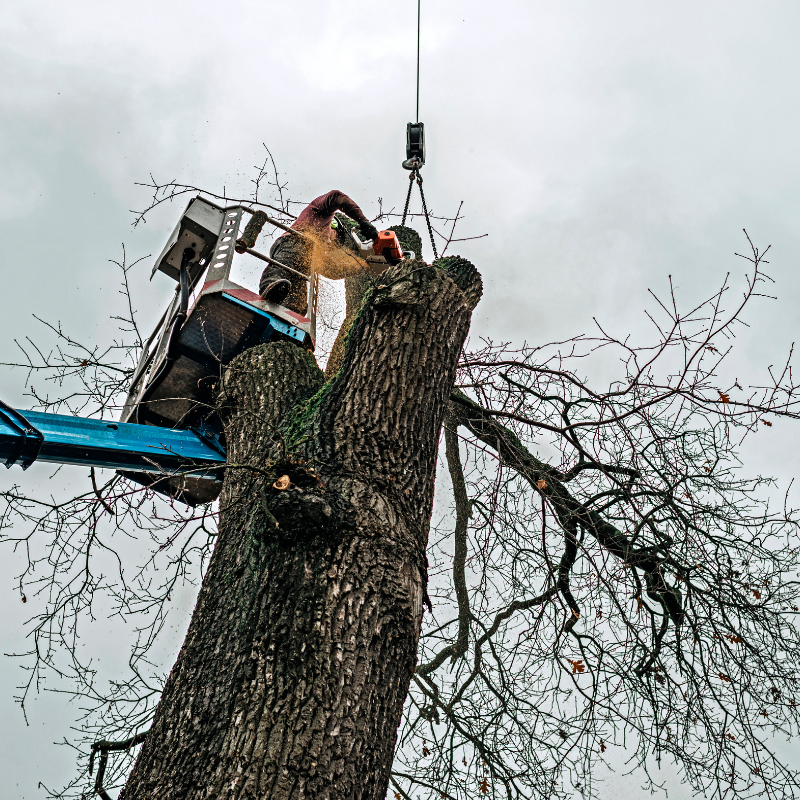 Englewood, Colorado tree service area