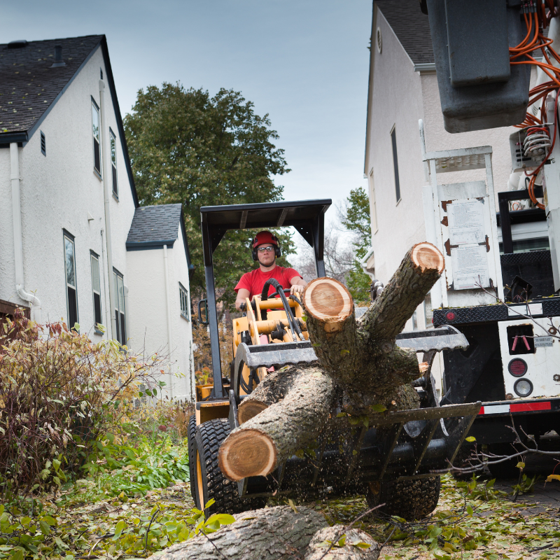 Littleton, Colorado tree service area