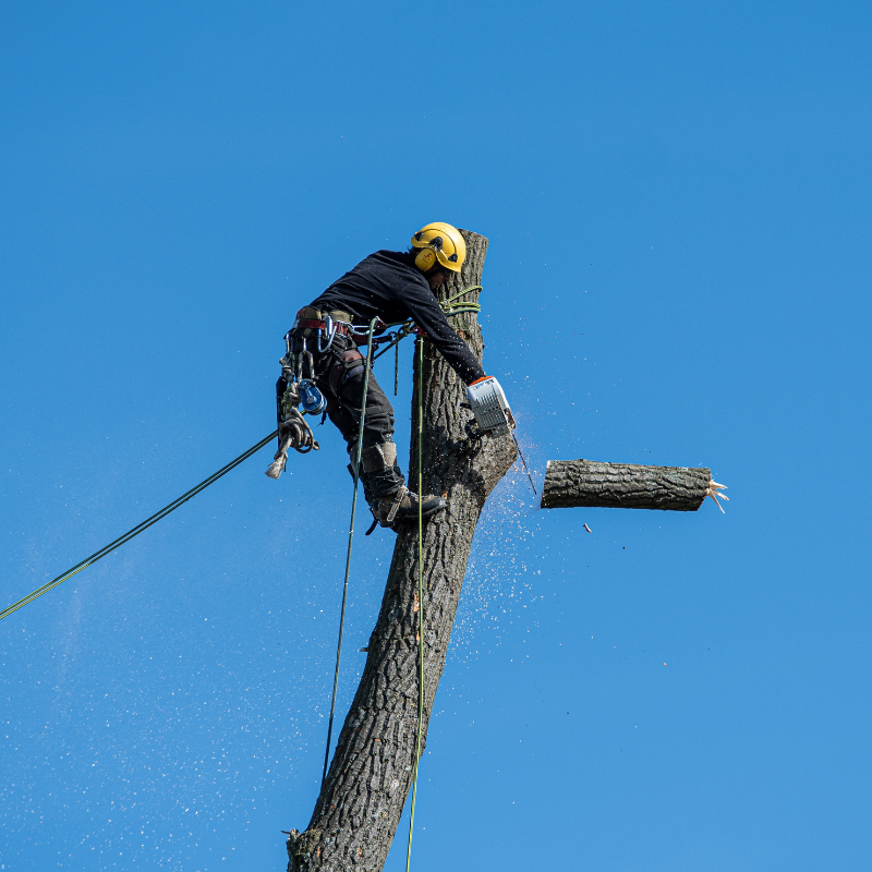 Golden, Colorado tree service area