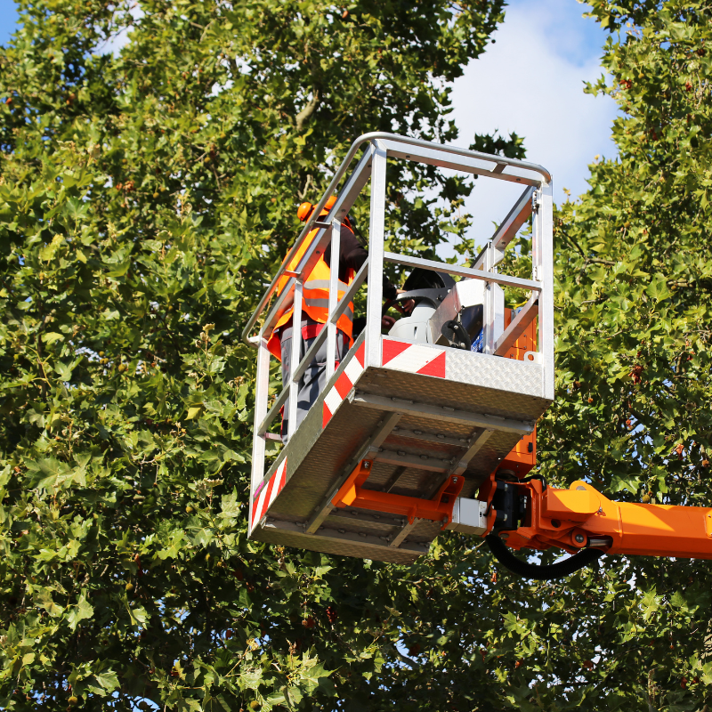 Centennial, Colorado tree service area