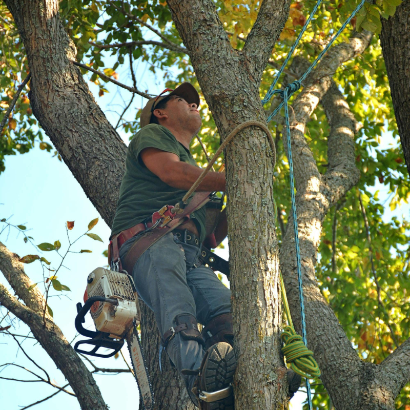 Broomfield, Colorado tree service area