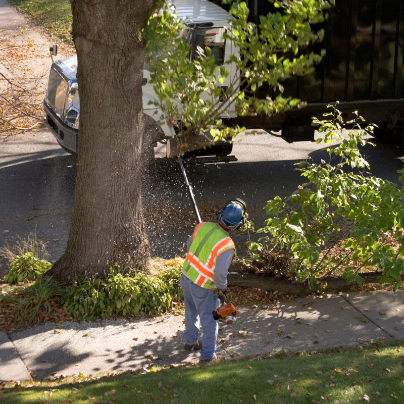 Morrison, Colorado tree service area