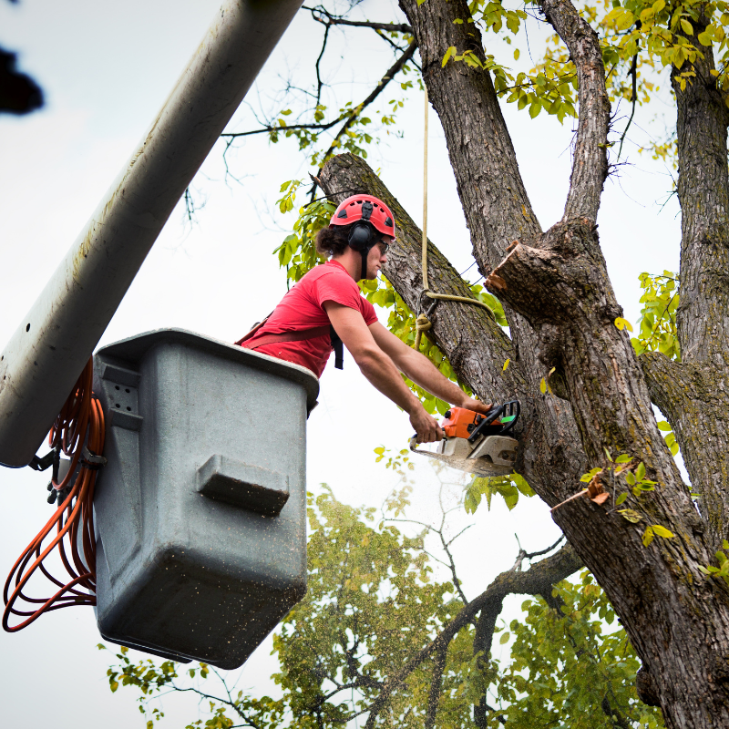 Thornton, Colorado tree service area