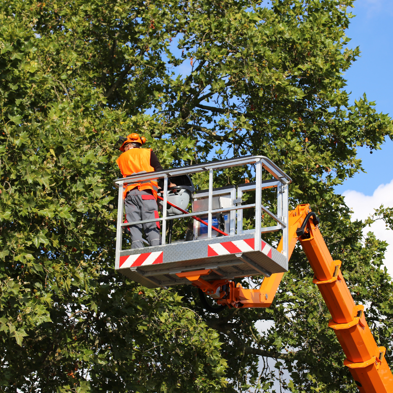 Highlands Ranch, Colorado tree service area