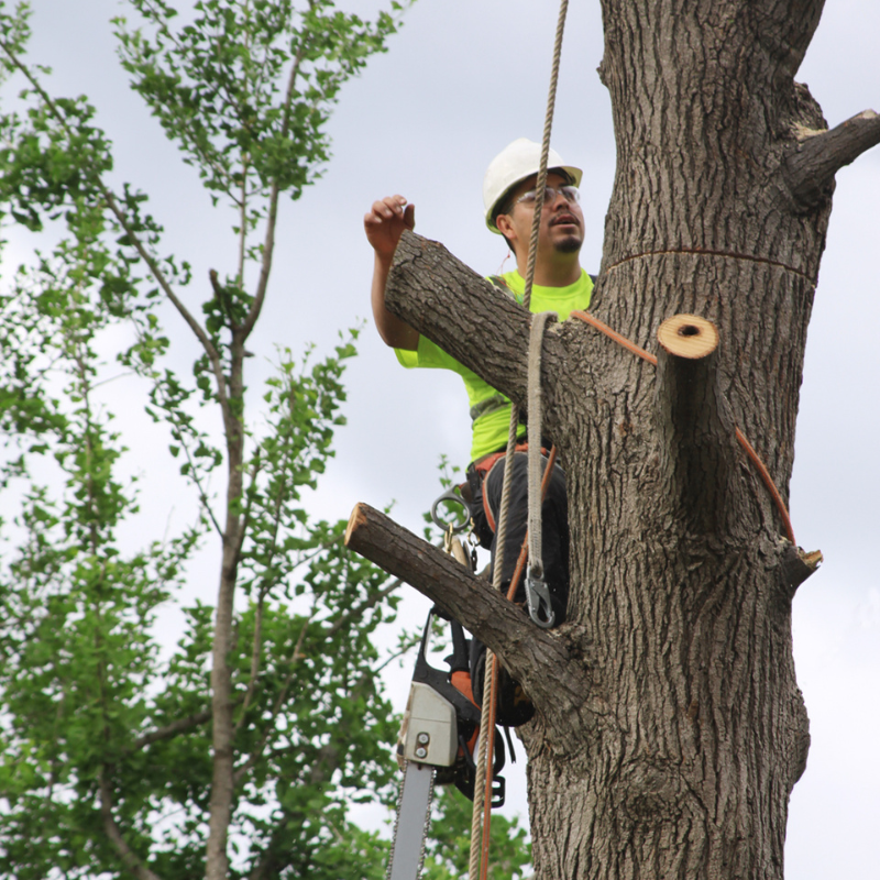 Arvada, Colorado tree service area