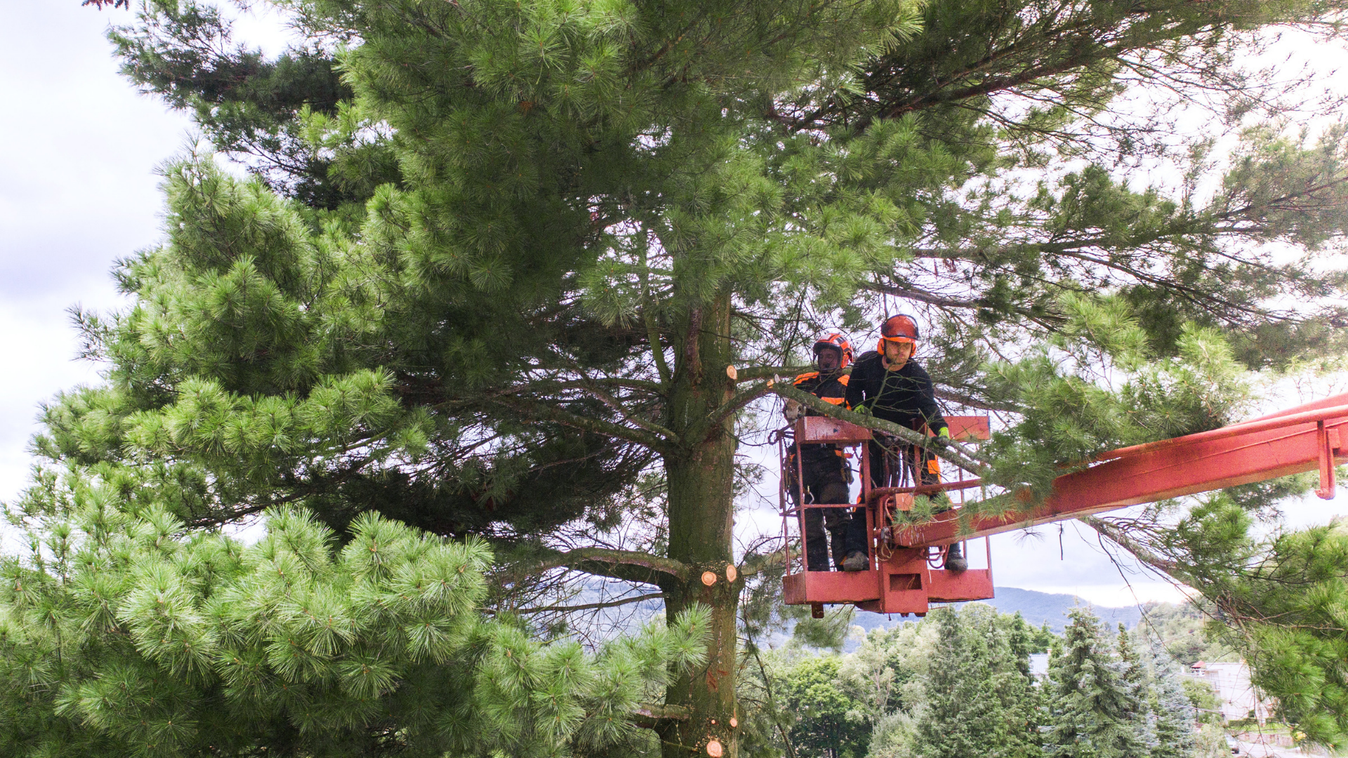 Plant health care for trees in the Denver metro