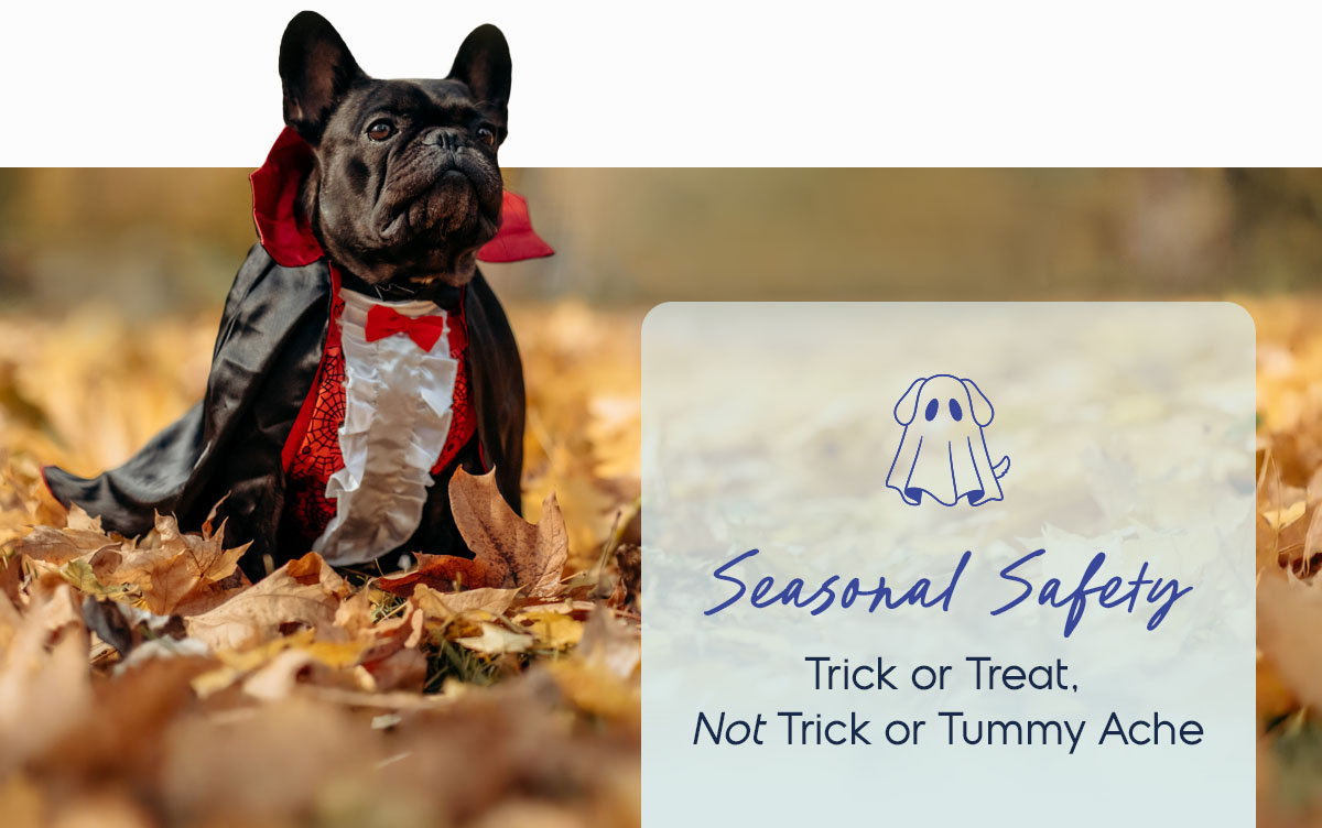 Halloween Pup