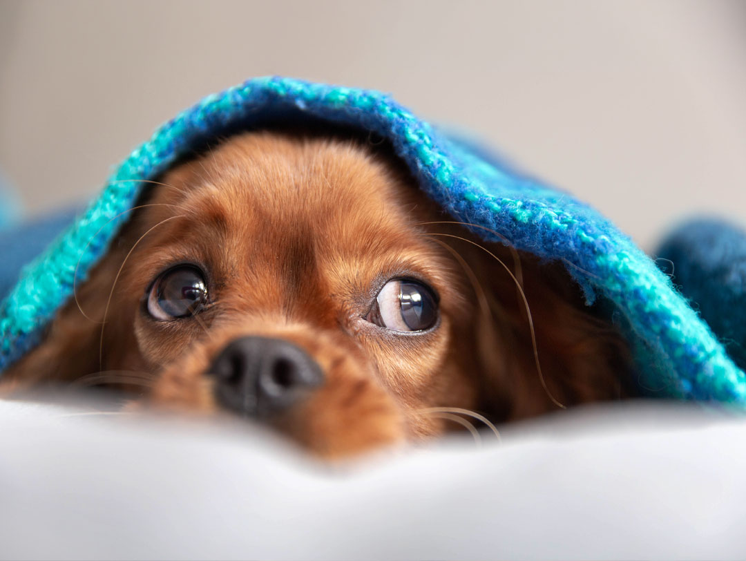 Puppy under blanket
