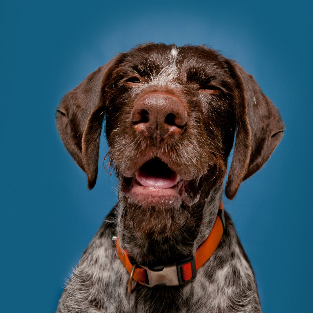 Sneezing Pup