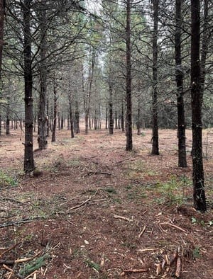  in Bonner County, ID