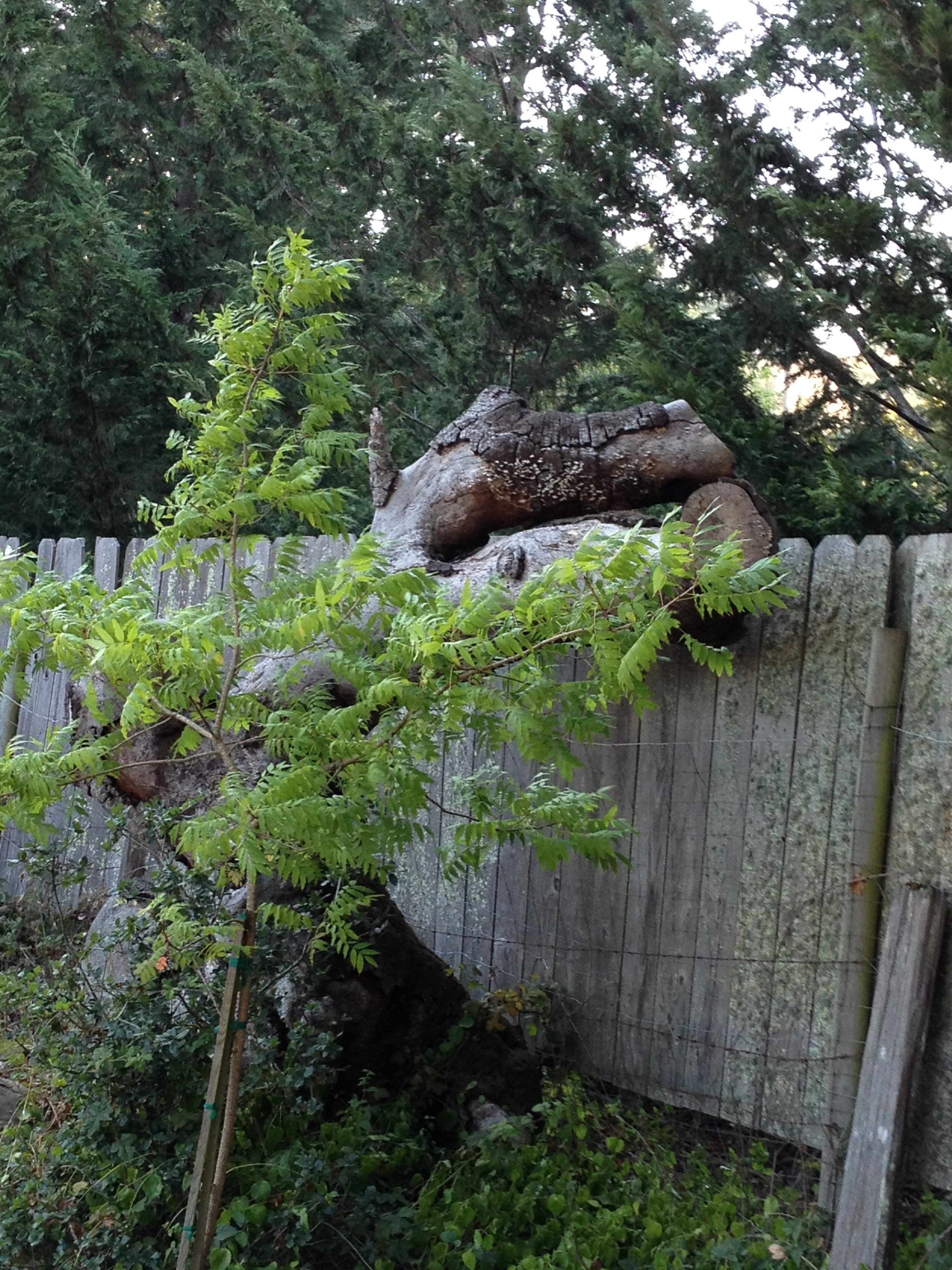 Log horse in my garden
