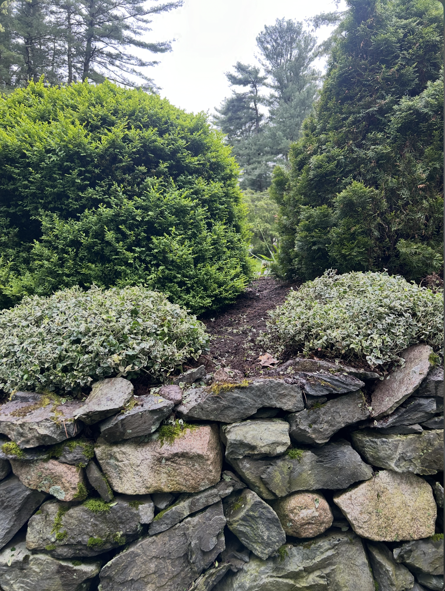 Spring pruning