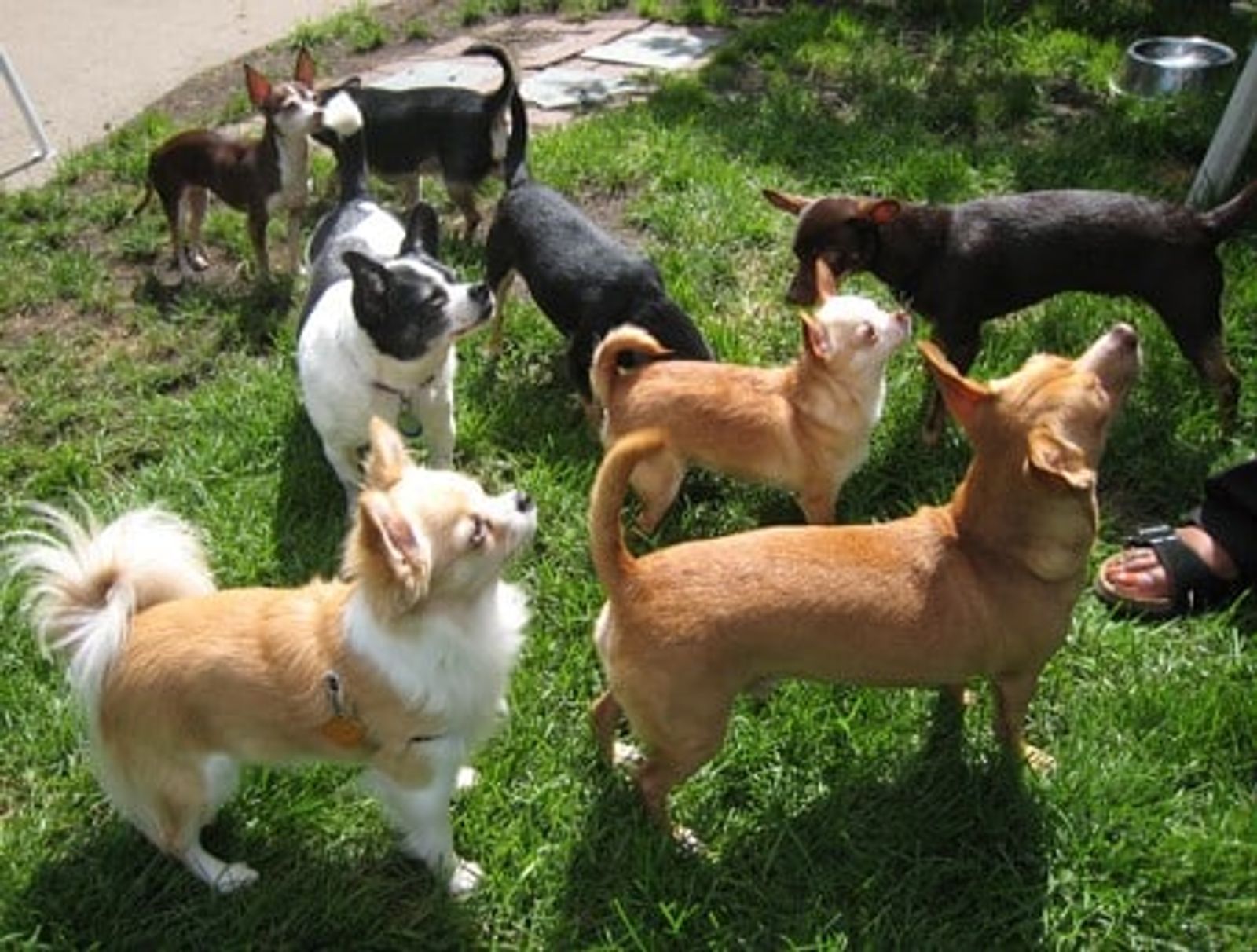 Why Social Media is Like Corralling a Herd of Chihuahuas?