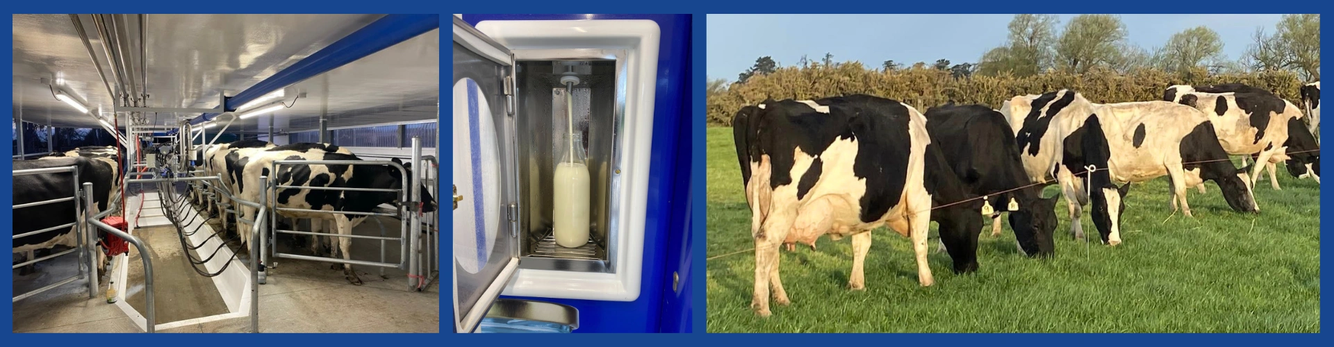 The Good Cows Milk