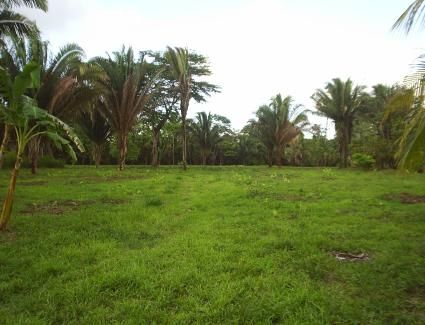 Open green homesite with palms