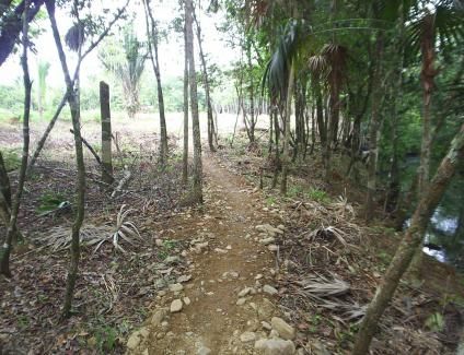 Walking trail through the trees