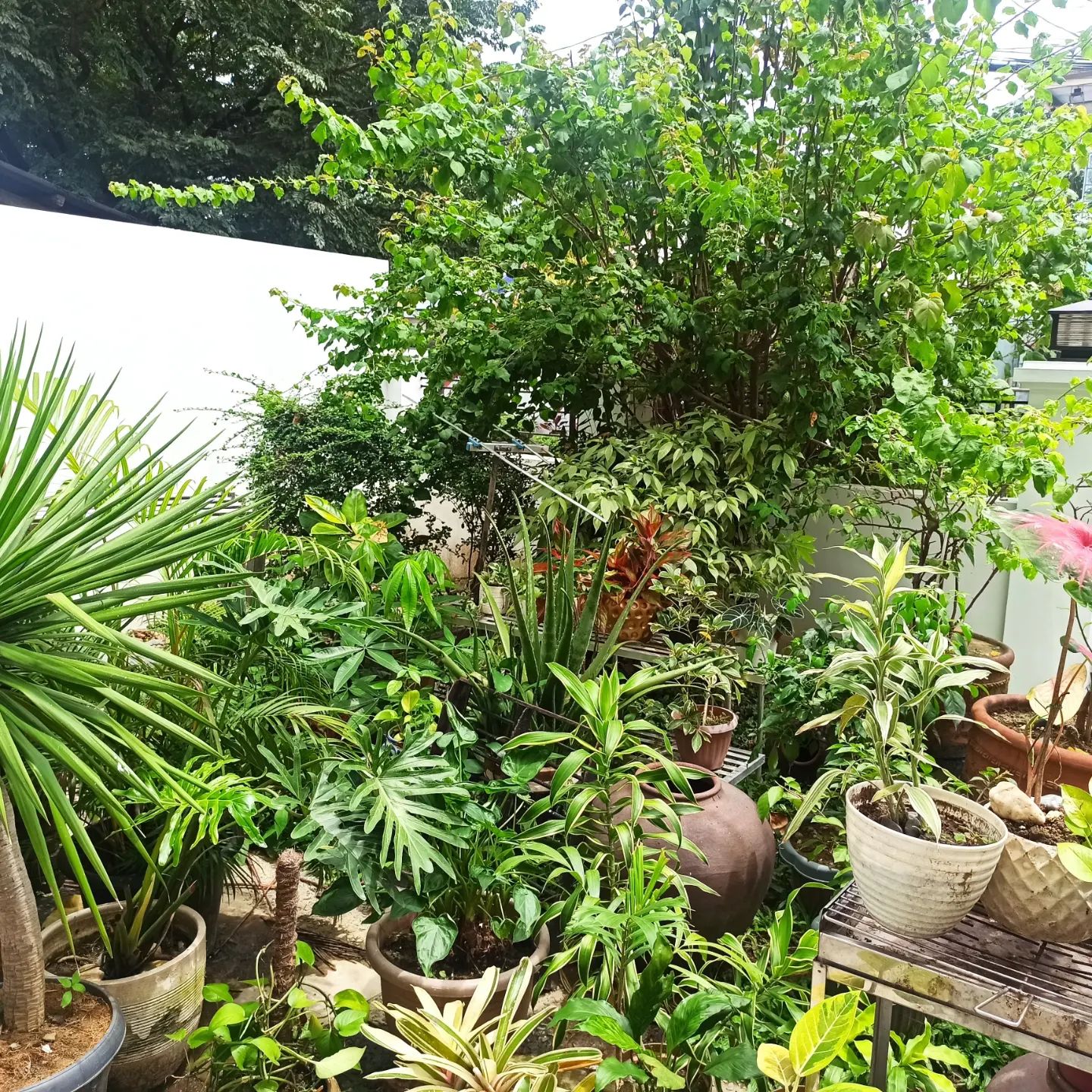 Full Garden Landscape 