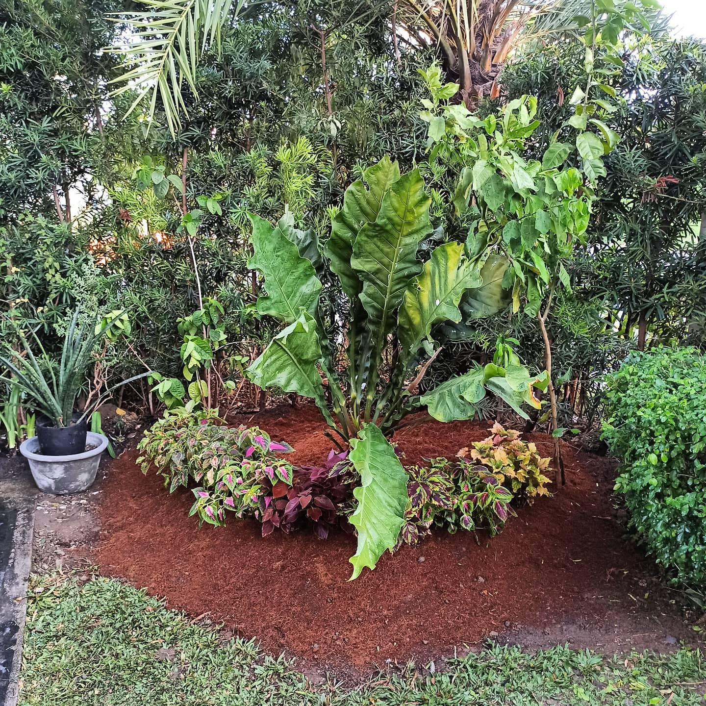 Garden Revival / Relandscaping Metro Manila
