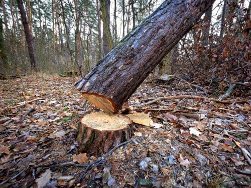 Tree Removal in Muskegon