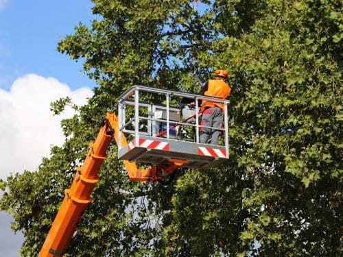 Tree Trimming in Muskegon