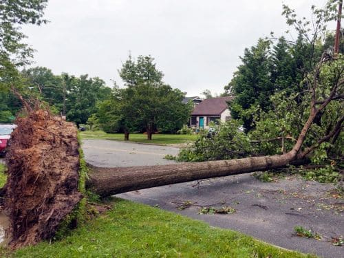 Emergency Tree Service in Muskegon
