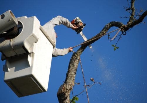 Norton Shores Tree Removal