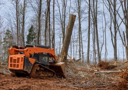 Mears Tree Removal