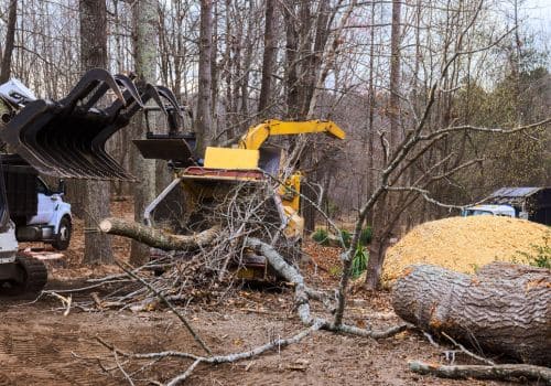 Holton Tree Removal