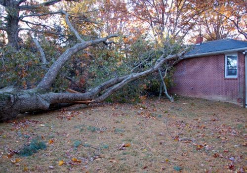 Oceana County, MI Emergency Tree Service