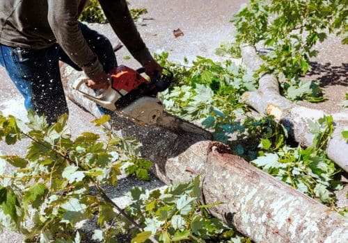 Muskegon Tree Removal