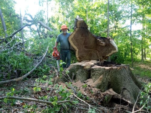 tree service Muskegon MI