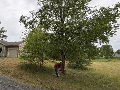 Montague Tree Service