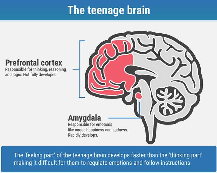 The teenage brain