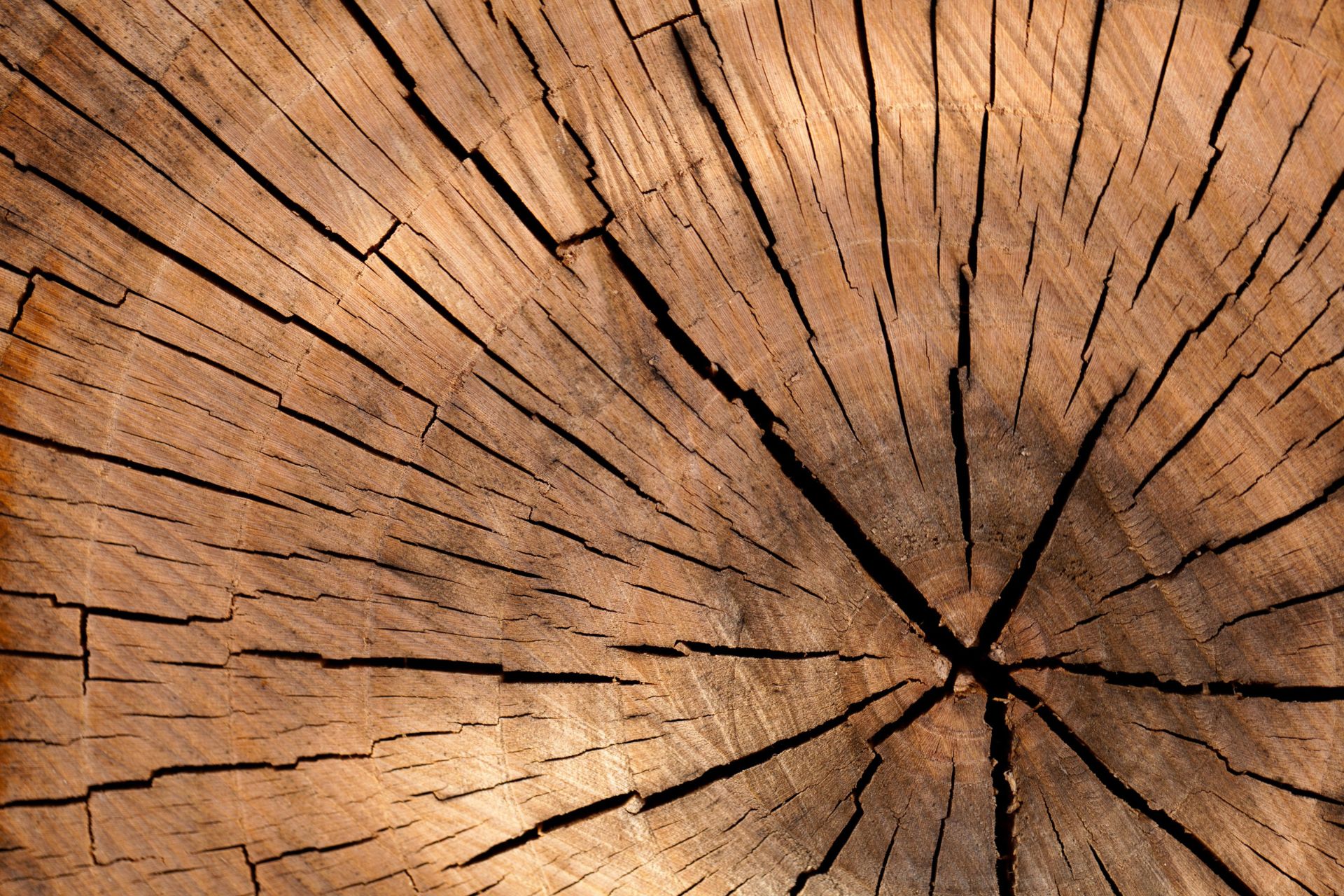  Holiday Woodcrafts