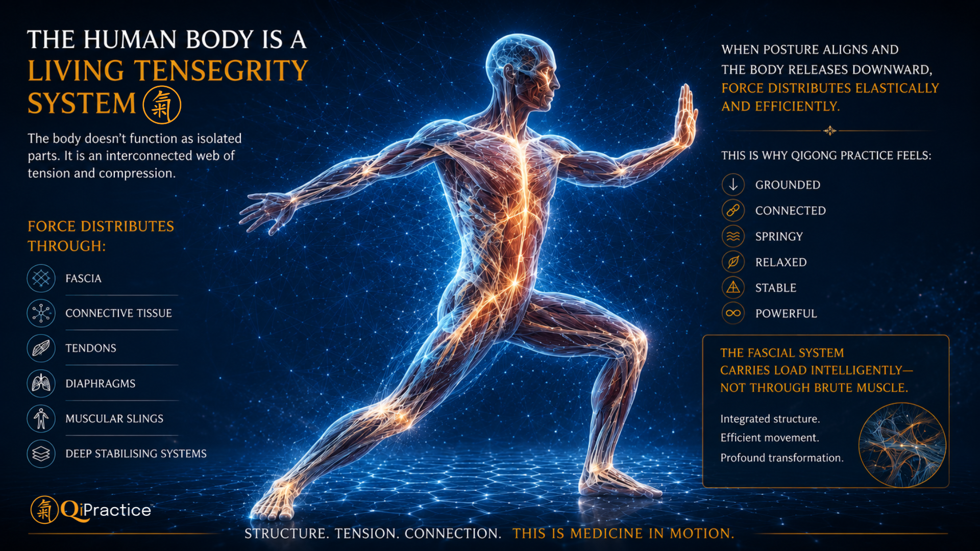 Qigong & the fascia system