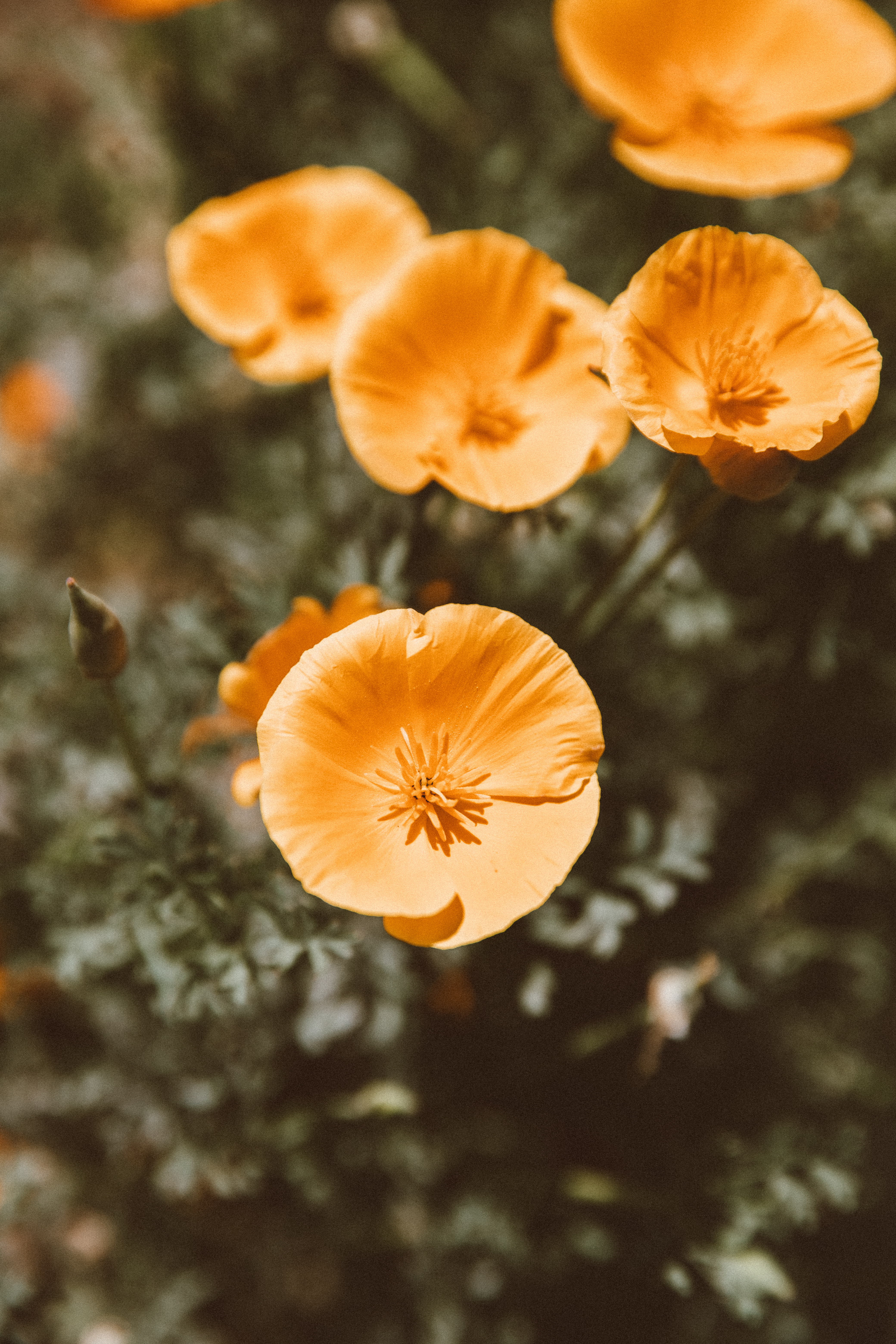 Golden California poppies in bloom