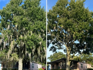 Tree Removal in Lady Lake