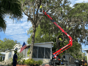 Tree Trimming in Lady Lake