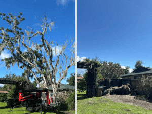 Tree Removal in Fruitland Park