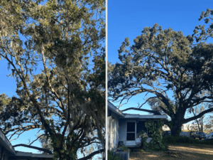 tree care in Lady Lake