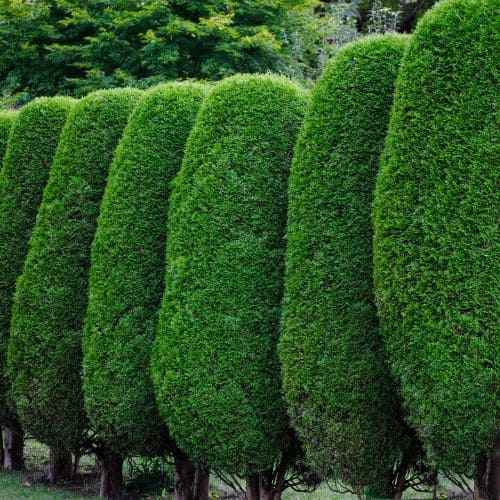 Garden Bed Mulching Ottawa